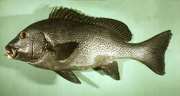 Image of Dotted sweetlips