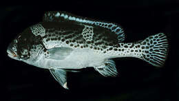 Image of Dotted sweetlips