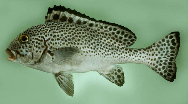 Image of Dotted sweetlips