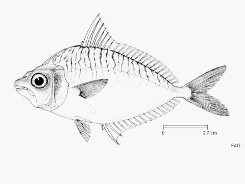 Image of Dussumier&#39;s ponyfish