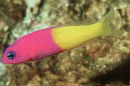 Image of Bicolor dottyback