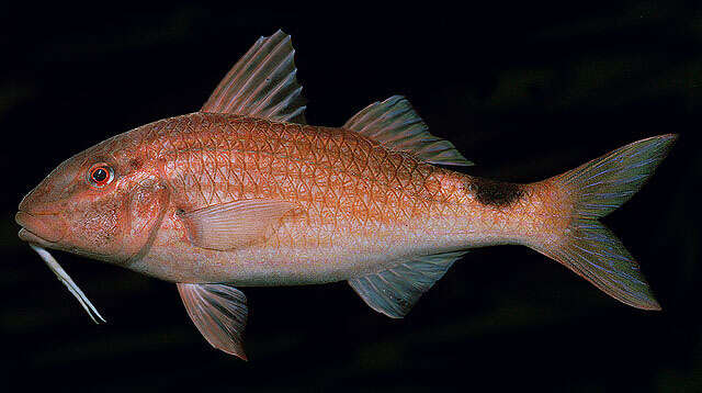 Image of Blacksaddle goatfish