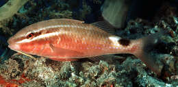 Image of Blacksaddle goatfish