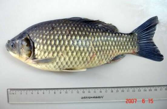 Image of Gibel carp