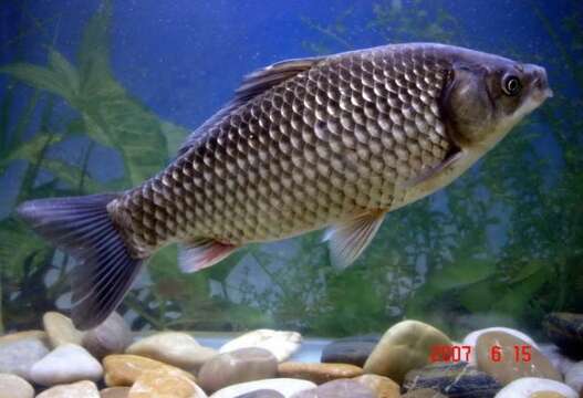 Image of Gibel carp