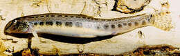 Image of Spined Loach