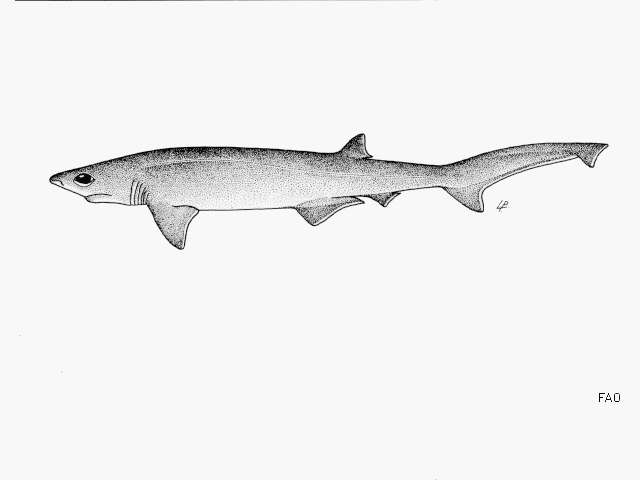 Image of Bigeyed Sixgill Shark