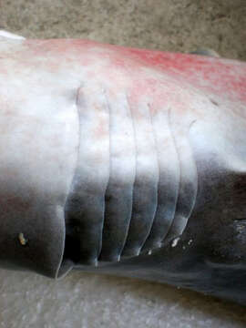 Image of Bigeyed Sixgill Shark