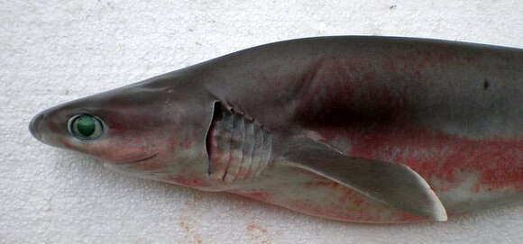 Image of Bigeyed Sixgill Shark