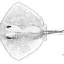 Image of Short-tail Stingray