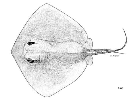 Plancia ëd Bathytoshia brevicaudata (Hutton 1875)