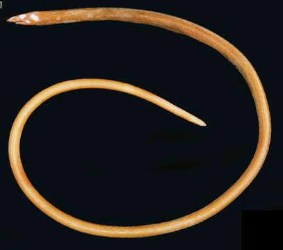Image of Snake eel