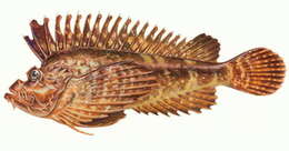 Image of stonefishes