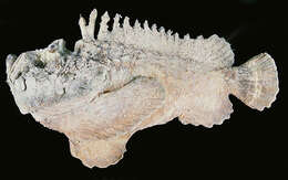 Image of Estuarine stonefish