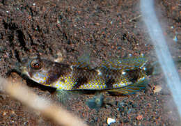 Image of Butterfly shrimpgoby