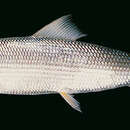 Image of Smallscale bonefish