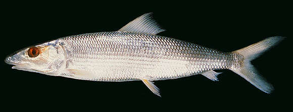 Image of Smallscale bonefish