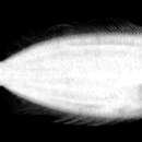 Image of Longfinned sole