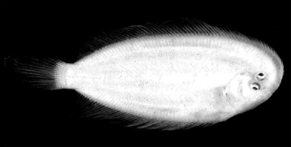Image of Longfinned sole