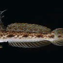 Image de Tomiyamichthys tanyspilus Randall & Chen 2007