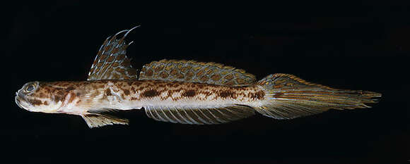 Image of Longspot shrimpgoby