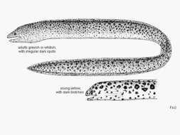 Слика од Gymnothorax pictus (Ahl 1789)