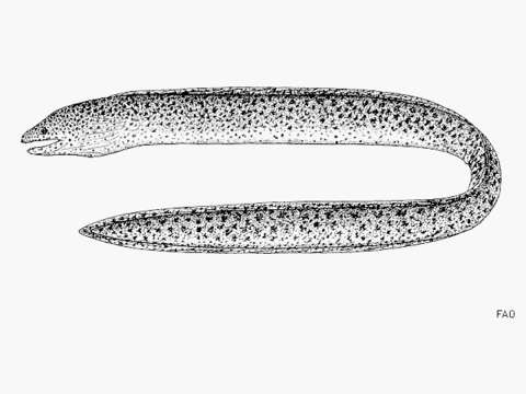 Image of Bar-cheeked eel