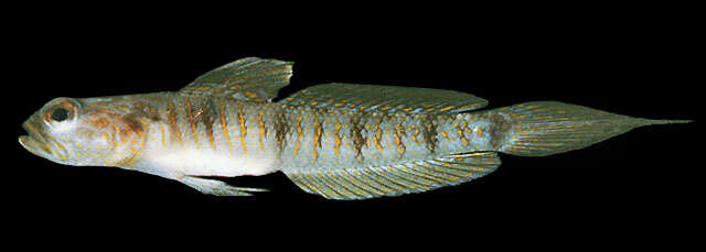 Image of Gold-marked shrimpgoby