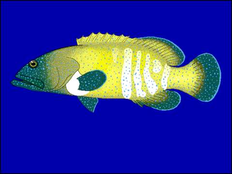 Image of Argus Grouper