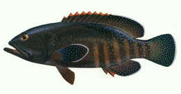 Image of Argus Grouper