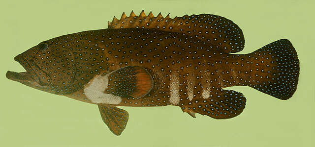 Image of Argus Grouper