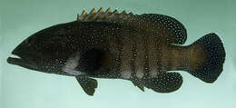 Image of Argus Grouper