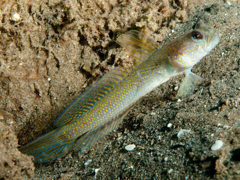 Image of Dorsalspot shrimpgoby