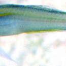 Image of Yellow-lined fairygoby