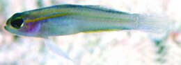 Image of Yellow-lined fairygoby