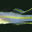 Tryssogobius quinquespinus Randall 2006 resmi