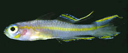 صورة Tryssogobius quinquespinus Randall 2006