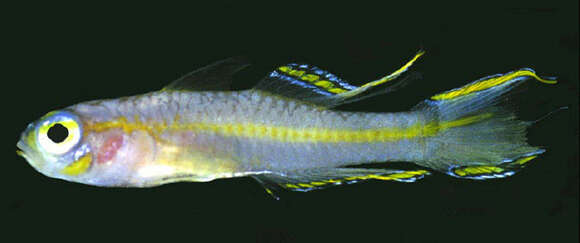Image of Fivespine fairygoby