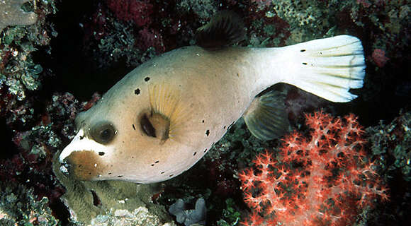 Image of Black Spotted Blow Fish