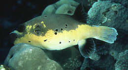 Image of Black Spotted Blow Fish