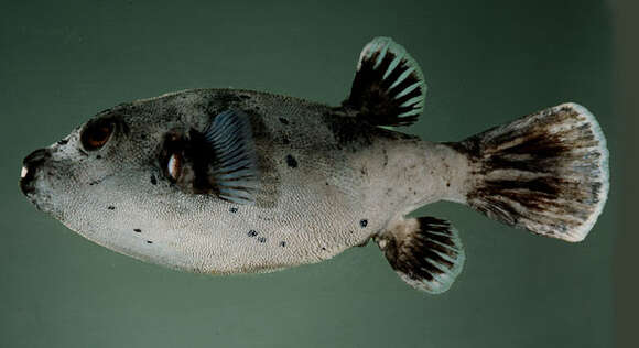 Image of Black Spotted Blow Fish