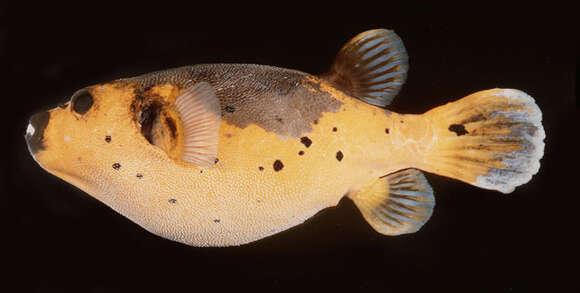 Image of Black Spotted Blow Fish