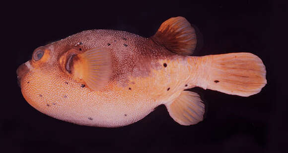 Image of Black Spotted Blow Fish