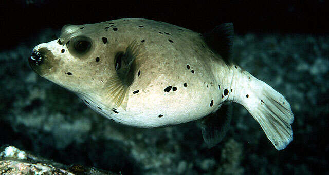 Image of Black Spotted Blow Fish