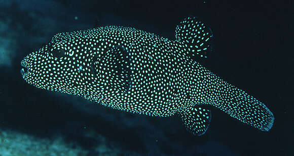 Image of Guinea fowl puffer