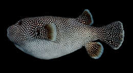 Image of Guinea fowl puffer