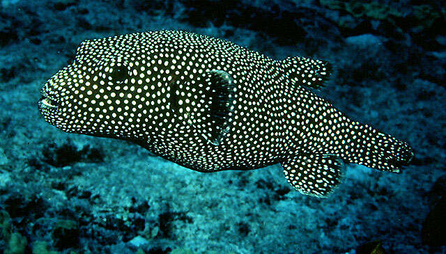 Image of Guinea fowl puffer