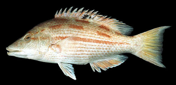 Image of Bodianus bathycapros Gomon 2006