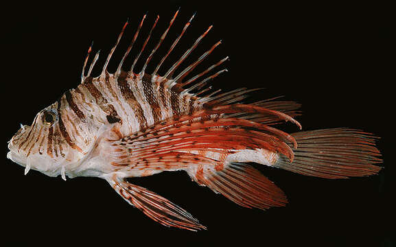 Image of Russell's lionfish