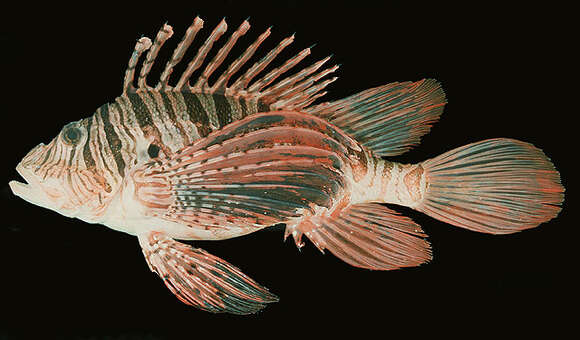 Image of Russell's lionfish